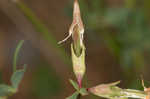 Bird's-foot trefoil